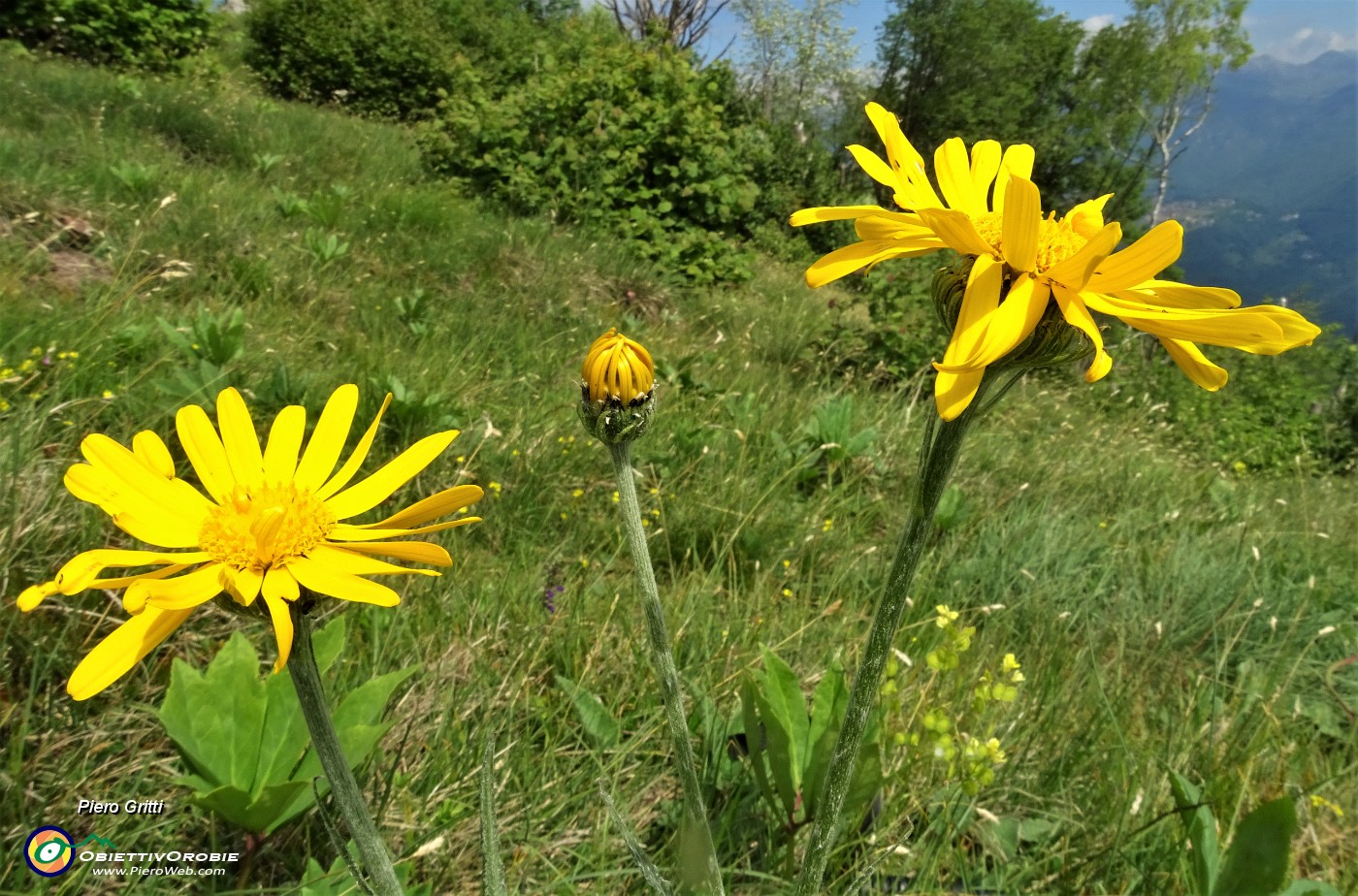 21 Arnica montana.JPG